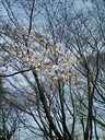 桐原公園の桜も
