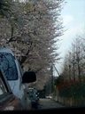 だいぶ咲いてきた、桜。