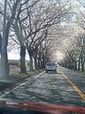 海軍道路の桜