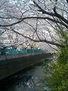 麻生川の桜。